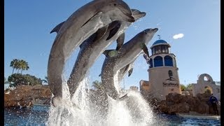 The Complete 2009 quotDolphin Discoveryquot Show at SeaWorld [upl. by Cynthla]