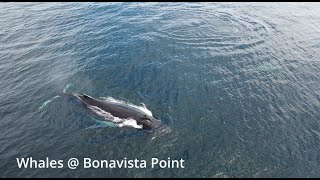 Whales  Bonavista Peninsula [upl. by Anileba]