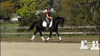 Dante Flatwork 2008 KWPN Gelding [upl. by Zima]