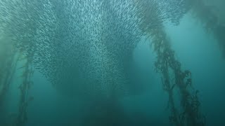 A magnificent anchovy bait ball dive at McAbee beach Monterey California [upl. by Fuld]