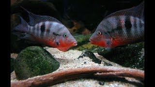 Firemouth Cichlid Fight [upl. by Feil]