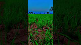 kishan farmer kishani farming kishn kisan फसल kheti agriculture [upl. by Ebert620]