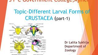 Different larval forms of Crustacea by Dr Lalita Sukhija [upl. by Bradwell]