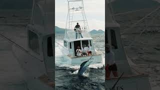 700 Pound Blue Marlin In The Azores  Marlin Fishing  fishing fish travel [upl. by Latini658]