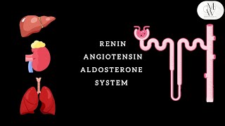 RENIN ANGIOTENSIN ALDOSTERONE SYSTEM RAAS [upl. by Hazen]