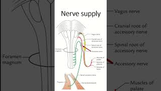 Sternocleidomastoid youtubeshort anatomy [upl. by Naryb818]