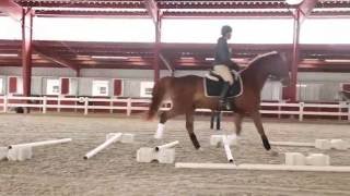 Cavaletti Training for the Dressage Horse [upl. by Qulllon372]