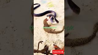 Mongoose amp King cobra animals snake geography mongoosevssnake shorts [upl. by Hayidah111]