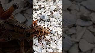 Apareamiento de la Romalea microptera Eastern Lubber Grasshopper [upl. by Suryc]