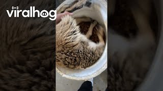 Goat Gets Stuck UpsideDown in Food Bucket  ViralHog [upl. by Sawyer759]