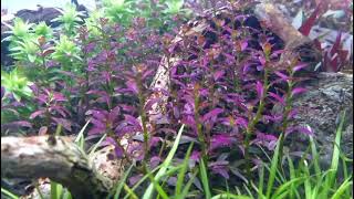 ROTALA ramosior florida [upl. by Noiwtna]