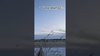 Scotland 🏴󠁧󠁢󠁳󠁣󠁴󠁿 goose shooting over decoys decoys hunting duckcall duckdecoys goose [upl. by Adallard37]