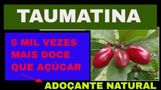 Taumatina e Stevia  Fruta mais doce que o açucar  Lair Ribeiro Explica [upl. by Emaj]