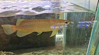 구미백경수족관 나미그린 청용  Scleropages formosus  Nami green arowana  구미김천수족관김천혁신도시수족관 [upl. by Anitsrhc]