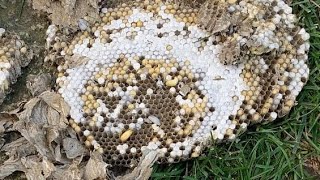 Super active Ground wasp nest in customers front yard underground wasp nest [upl. by Enileve489]