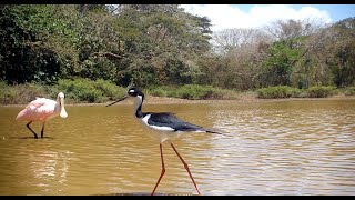 Blacknecked Stilt  Tico Times [upl. by Cassey]