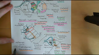 Pain and Analgesic Drugs Part 4 [upl. by Funda679]