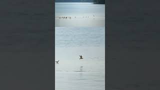 A Whimbrel leads the group to cross the waters whimbrels birds mangroves wildlife [upl. by Durkin]