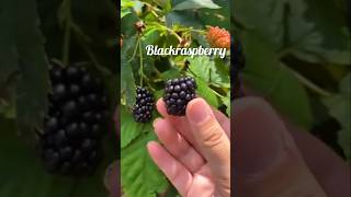 Another harvest of berries 🫐🫐😋viralvideogarden gardenplantsshortvideo shorts shortviralshort [upl. by Shulem]