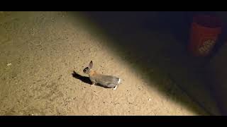 Feeding the friendly Cottontail rabbit I call baby bunny [upl. by Ibok]