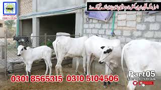 ANMOL Agriculture Dairy And Cattle Farm Pand Nayizi Fateh Jang Rod Attock 0301 8565315 Part05 2022 [upl. by Berriman]