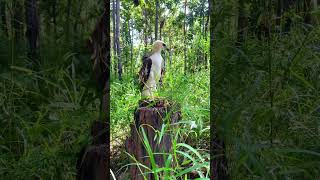 A man walks through the forest and meets an eagle on a tree stumppart1short art new dance gym [upl. by Charmion355]