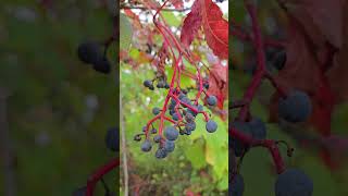 Virginia Creeper Fruits in Autumn naturelovers nature botany plants [upl. by Inttirb]