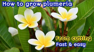 plumeria plant grow from cutting  grow plumeria flower plant cutting [upl. by Nayb]