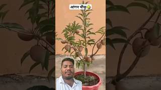 Chiku Ka Paudha How To Grow Sapodilla Plant At Home shorts gardening sapodilla grafting [upl. by Yenor485]