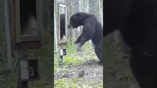 Bears reaction to seeing himself in a mirror [upl. by Wichern]