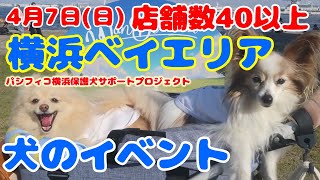 【犬イベント】横浜臨港パーク 40店舗で盛り上がった犬イベントの様子 ＃yokohama ポメラニアン 横浜 パピヨン かわいい＃dog vlog [upl. by Otilia255]