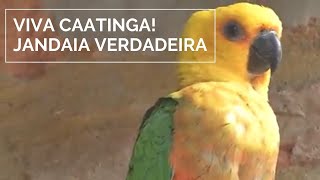 Viva Caatinga Jandaia Verdadeira [upl. by Aikcin125]