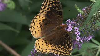 Variegated Fritillary Butterfly Footage [upl. by Elatnahc]