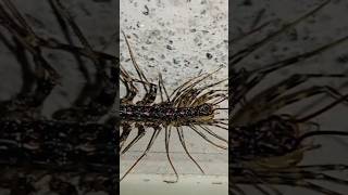 House centipedes😃☣️⚠️animalscentipedeshouseswildlifefood [upl. by Ragucci]