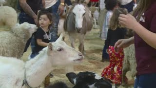 Kids corralling animals at petting zoo at San Antonio Stock Show amp Rodeo [upl. by Briant819]