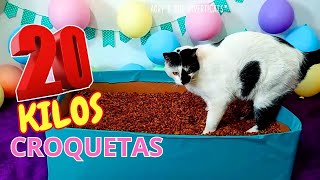 ¡Piscina de 20 kilos de CROQUETAS para mis 7 GATOS 😹🙀🔥 [upl. by Amory990]