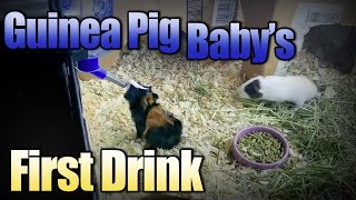 Baby Guinea Pigs First Drink from a Water Bottle [upl. by Sillsby513]