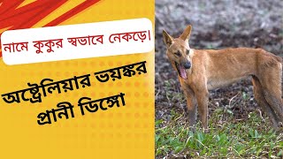 ডিঙ্গো অষ্ট্রেলিয়ার বন্য কুকুর।।। Dingo the wild dog of Australia [upl. by Ailyn157]