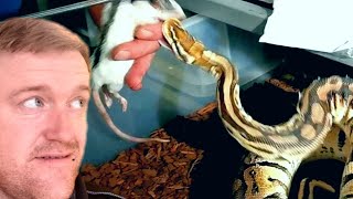 How To Feed A Ball Python  Start To Finish  Ken Got Bitten [upl. by Keynes208]