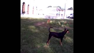 cão veadeiro misturado com dobermann [upl. by Ailb]