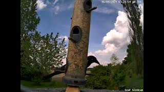 34 minutes of grackle and other birds [upl. by Cornelie]