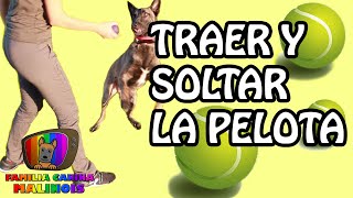 ENSEÑAR a mi PERRO a TRAER la PELOTA y SUELTE  FÁCIL y RÁPIDO Adiestramiento Canino en Obediencia [upl. by Asital]