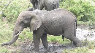 Afrique du Sud  Umfolozi Game Reserve le 27 octobre 2018 [upl. by Selia]