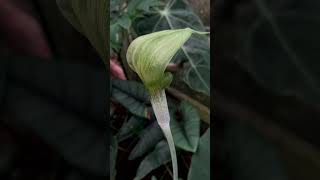 Arisaema barbatum is showing off its full glory arisaema aroids [upl. by Eenar]