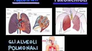 videolezione apparato respiratorio [upl. by Bourke]