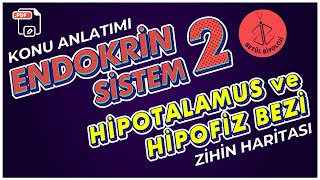 Endokrin Sistem 2  Hipotalamus ve Hipofiz Bezi  11 Sınıf Biyoloji  AYT Biyoloji [upl. by Healey]