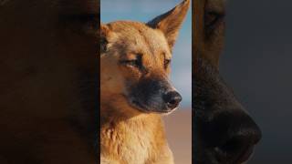 What happens when we remove dingoes from the environment [upl. by Hausmann]