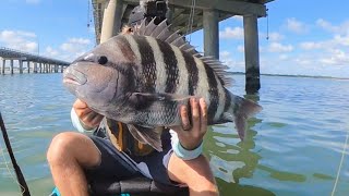 GIANT SHEEPSHEAD FISHING on BRIDGE PILINGS  HOW TO Catch and Cook [upl. by Nileve]