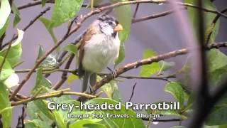 Greyheaded Parrotbill [upl. by Feerahs35]