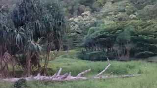 Waimanu Valleywmv [upl. by Eatnoled117]